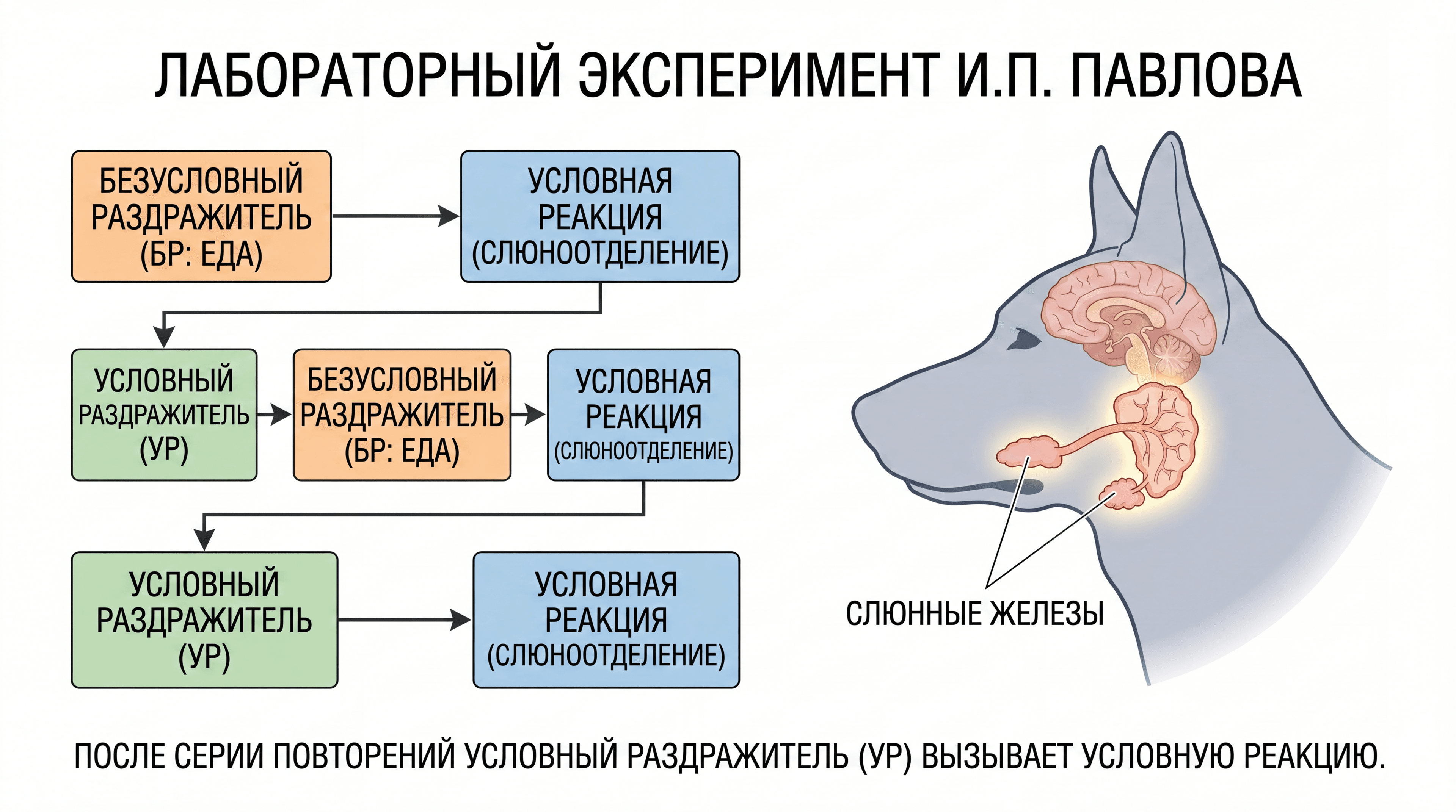 Схема опыта Павлова и рентген-схема реакции слюнных желез у собаки